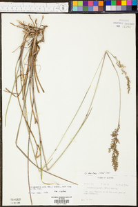 Anthaenantia rufa image