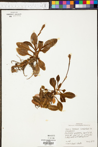 Goodyera pubescens image