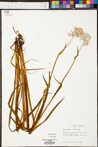 Lachnanthes caroliniana image