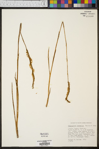 Spiranthes vernalis image