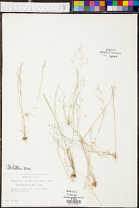 Agrostis elliottiana image