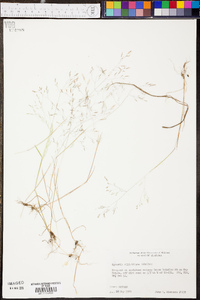 Agrostis elliotiana image