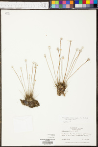 Eriocaulon lineare image