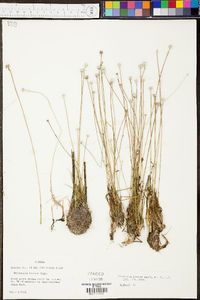 Eriocaulon lineare image