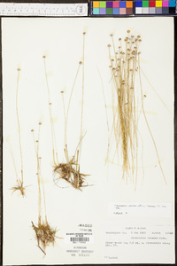 Eriocaulon texense image