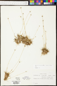 Eriocaulon texense image