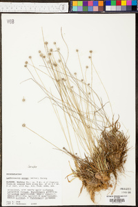 Lachnocaulon anceps image