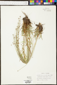 Lachnocaulon anceps image