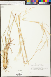 Andropogon brachystachyus image