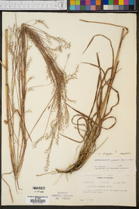 Andropogon divergens image