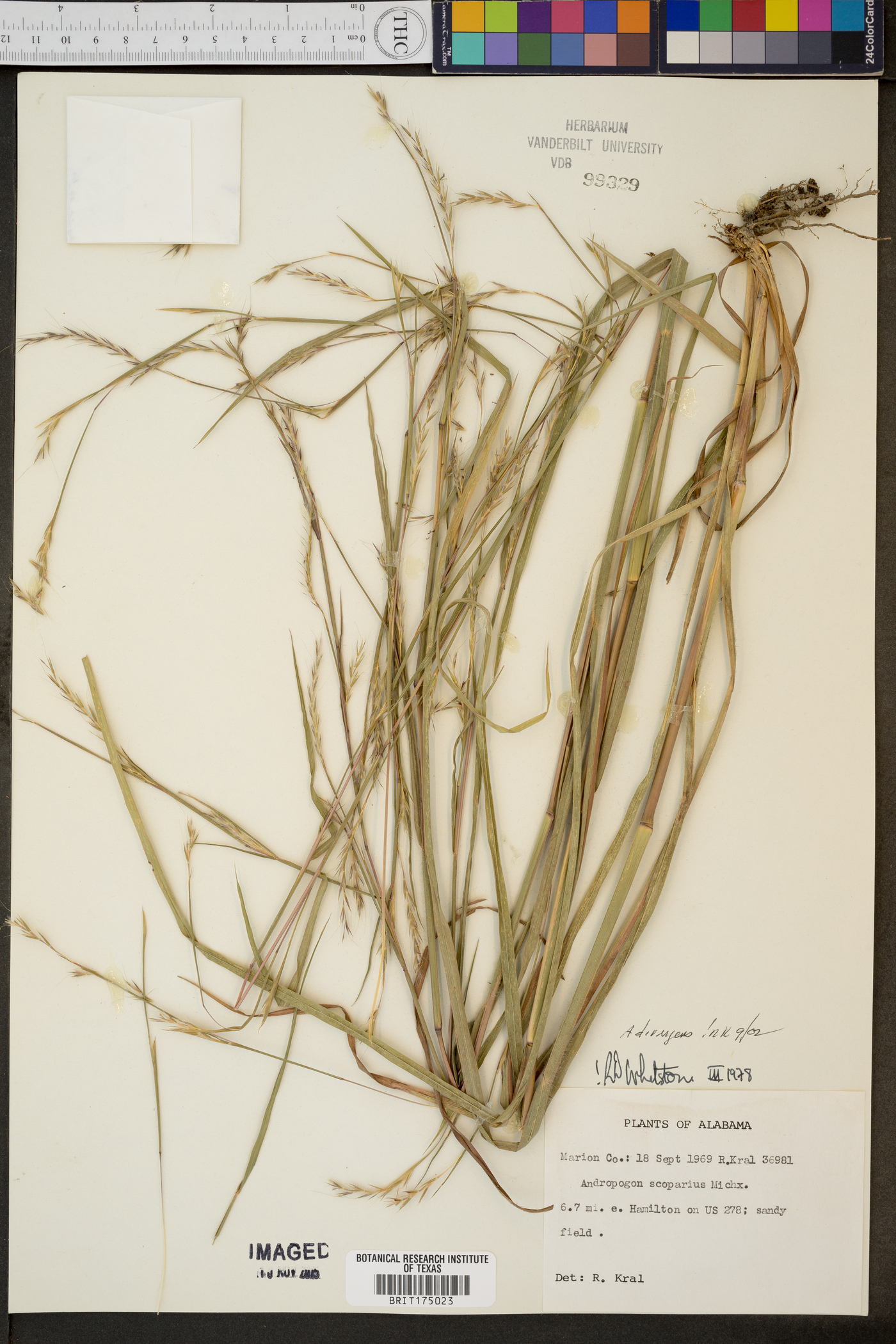 Andropogon divergens image