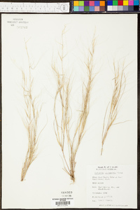 Aristida oligantha image