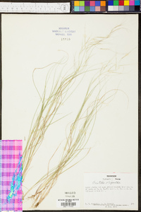 Aristida oligantha image