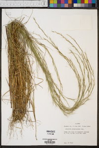 Aristida purpurascens image