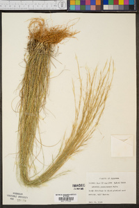 Aristida purpurascens image