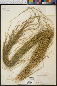 Aristida purpurascens image