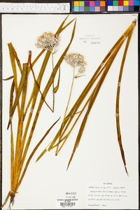 Lachnanthes caroliniana image