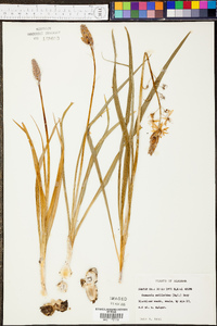 Camassia scilloides image