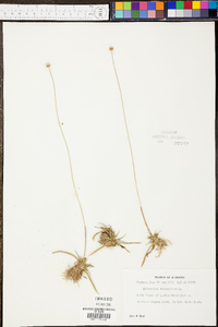 Eriocaulon decangulare image