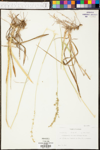 Anthaenantia villosa image