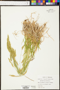 Anthoxanthum odoratum image