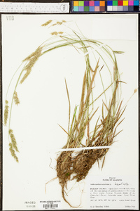 Anthoxanthum odoratum image