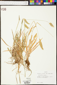 Anthoxanthum odoratum image