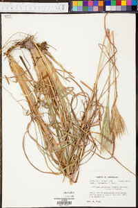 Andropogon glomeratus image