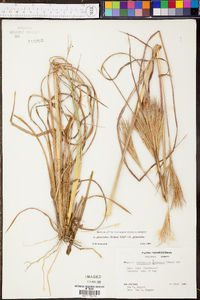 Andropogon glomeratus var. glomeratus image