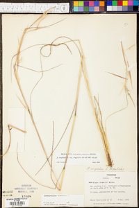 Andropogon virginicus var. virginicus image