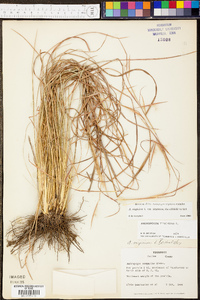 Andropogon virginicus var. virginicus image