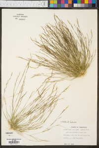 Aristida dichotoma image