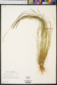 Aristida dichotoma image