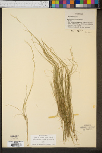 Aristida dichotoma image