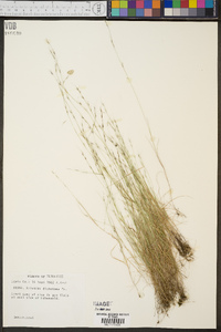 Aristida dichotoma image