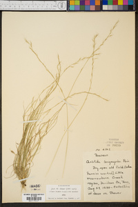 Aristida longespica image