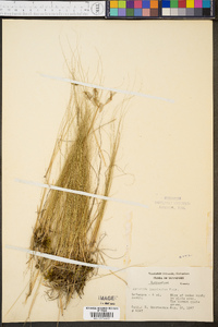 Aristida longespica image