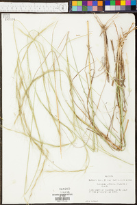 Aristida affinis image