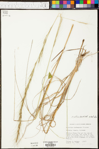 Aristida condensata image