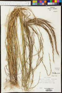 Aristida affinis image