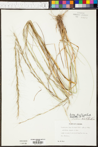 Aristida affinis image