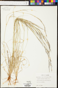 Aristida curtissii image