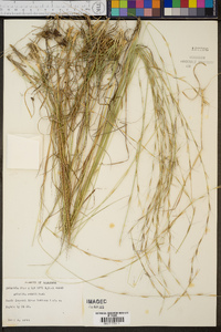 Aristida mohrii image