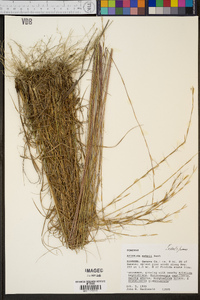 Aristida mohrii image