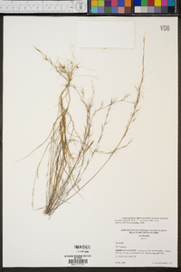 Aristida longespica image