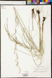 Aristida lanosa image