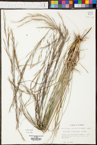 Aristida lanosa image