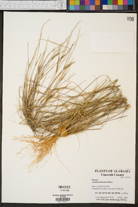 Aristida dichotoma image