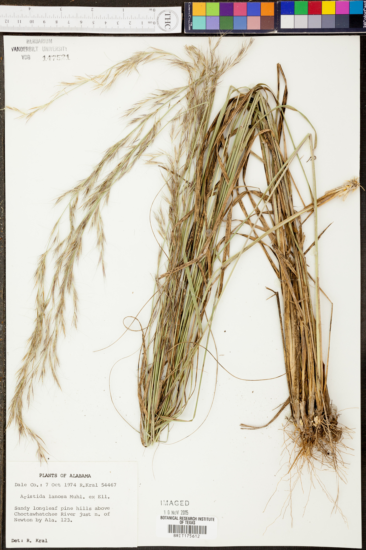 Aristida lanosa image