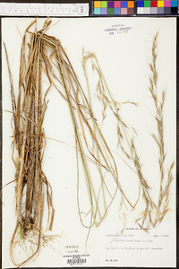 Aristida lanosa image